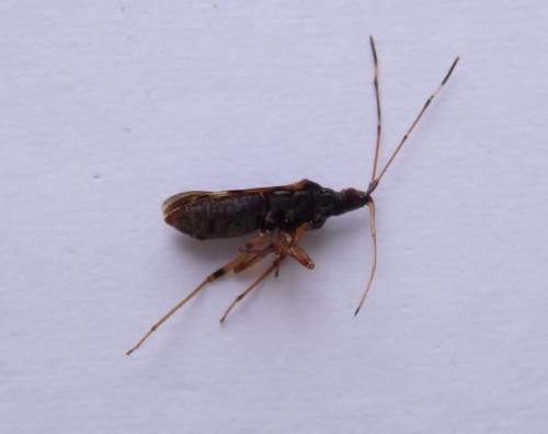 Ozophora sp.